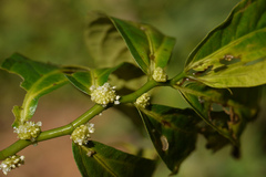 Elatostema lineolatum
